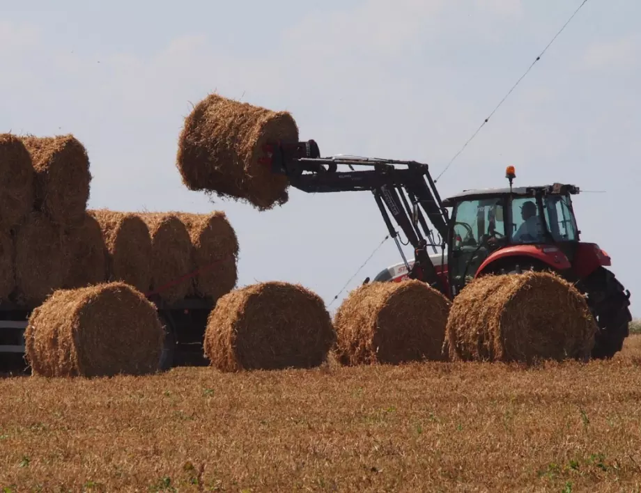 Учени прогнозират ниски добиви от пшеница, ако няма сняг през януари