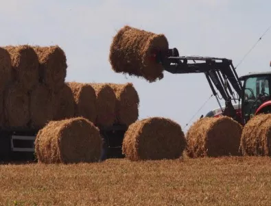 Ниски добиви на пшеница отчитат във Видинско