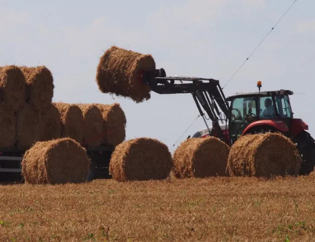 Танева: Очаква се 5,4 млн. тона реколта от пшеница
