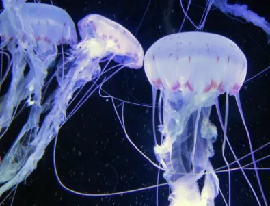 Отровни медузи ужилиха над 3000 души и затвориха плажове в Австралия 