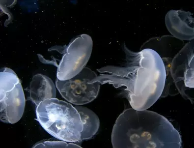 Опасни медузи се появиха край гръцките острови