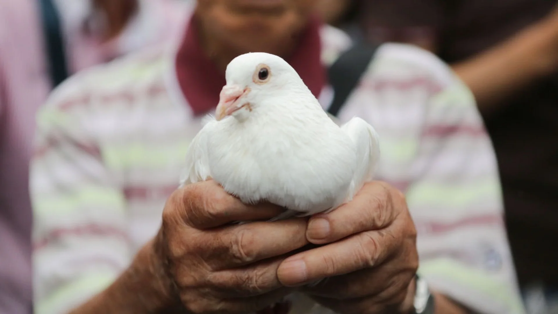 Сгазил гълъб: Арестуван таксиметров шофьор в Токио