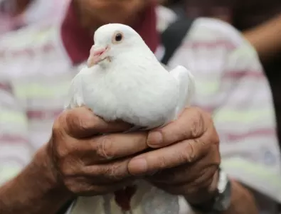 Индия освободи гълъб, заподзрян в шпионаж в полза на Китай (ВИДЕО)