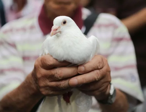Бели гълъби в небето в памет на жертвите от пътно-транспортни произшествия