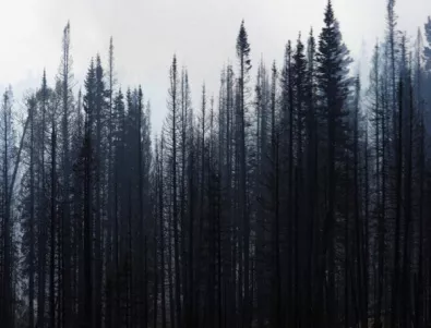 Защо иглолистните гори загиват с невиждани темпове