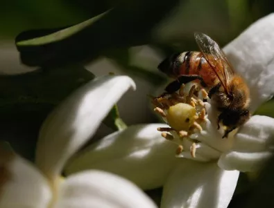 Отравяне унищожи 80% от пчелните семейства в Медковец 