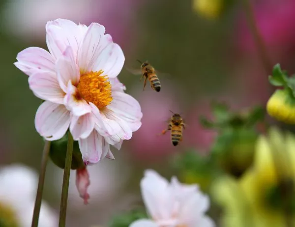 Нерегламентираното пръскане е най-опасно за пчелите през пролетта
