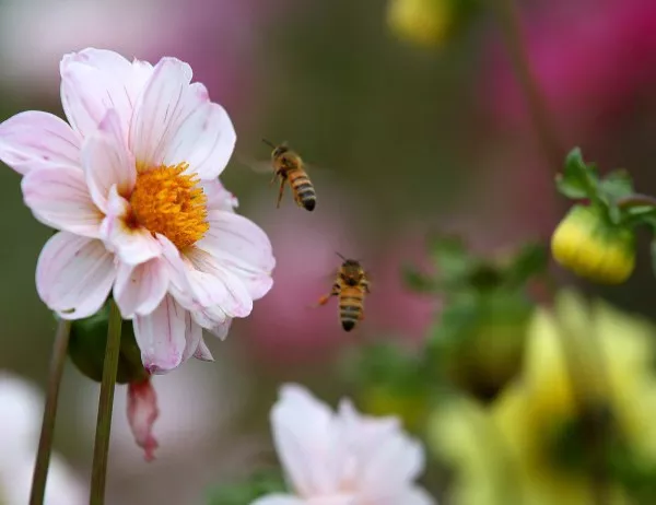 Могат ли пчелите да смятат?