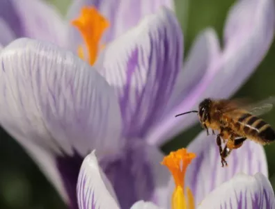 Пчелари от цялата страна излизат на протест в София