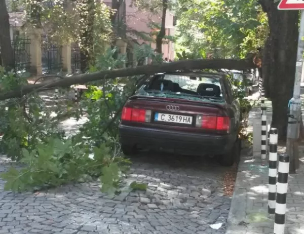 Дърво падна върху кола в София