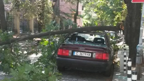 Дърво падна върху кола в София