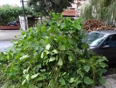 Акация рухна върху джип в Пловдив