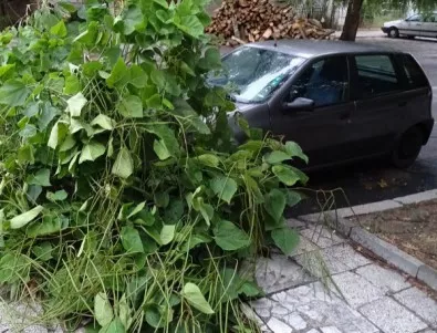 Дърво смаза няколко коли в Пловдив, имало сигнали до общината, че е опасно