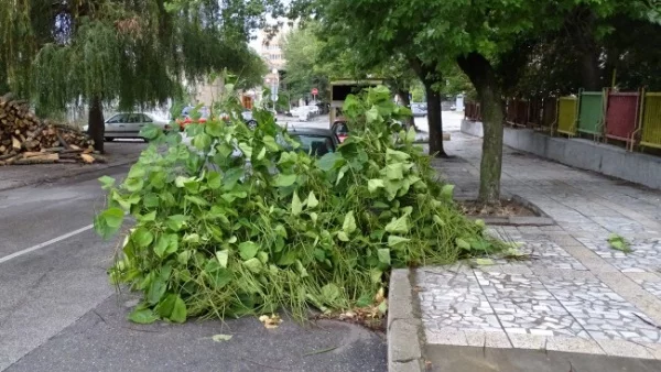 Защо масово започнаха да падат здрави дървета и клони?