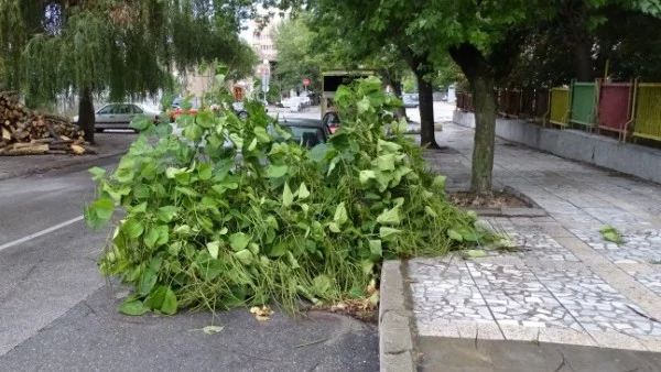 Клон падна върху майки с колички в Бургас 