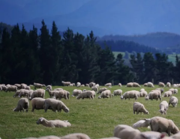 Родопското овче мляко е лечебно и предпазва от рак