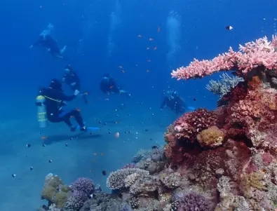 Индонезийският коралов риф е частично възстановен  