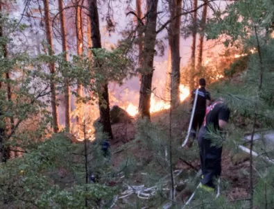 От WWF: Пораженията от пожара в Кресненското дефиле са екологична катастрофа