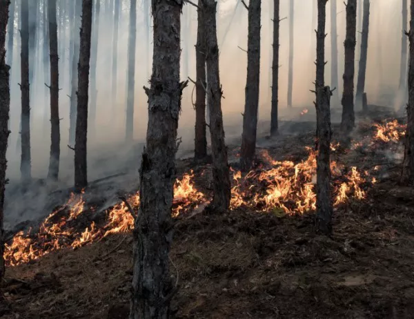 Стотици хиляди в Калифорния са без ток заради горски пожари