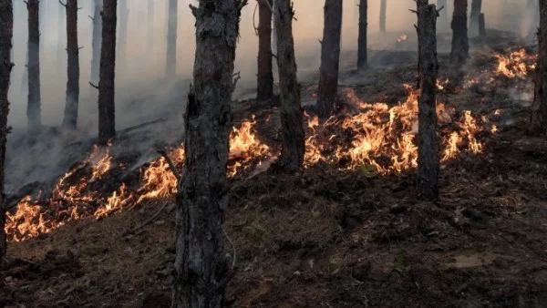 Стотици хиляди в Калифорния са без ток заради горски пожари