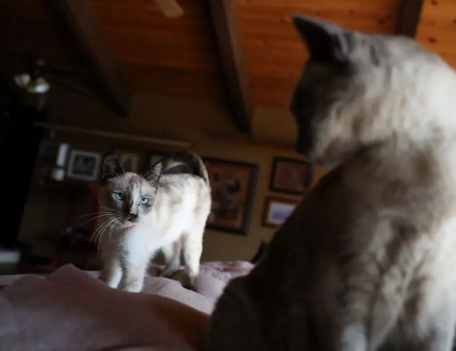Котките на Ермитажа получиха наследство от френски меценат 