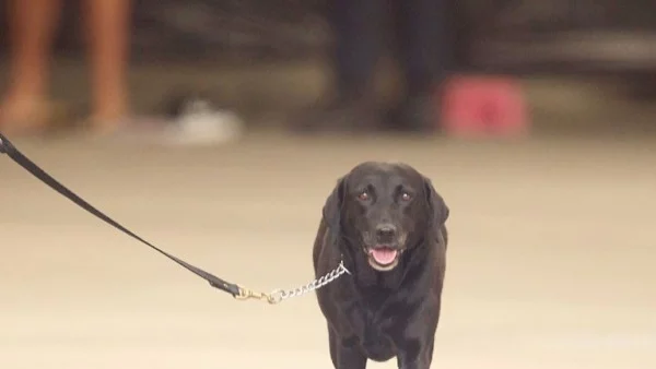 Италианка получи болничен заради... кучето си