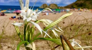 Белев: 28% от плажовете не съществуват за туристическото министерство