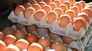 Може да има още яйца с фипронил по магазините, ето какви са симптомите на натравяне