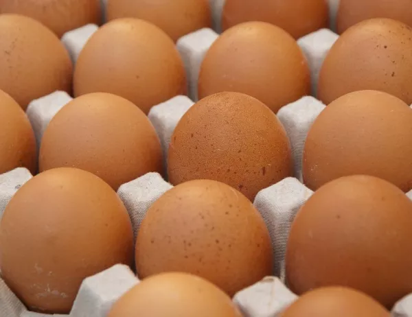 БАБХ не обясни какво точно причинява фипронила, можело да има още яйца по магазините