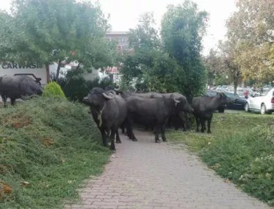 Стадо биволи се разхожда на метростанция в Люлин (Видео)