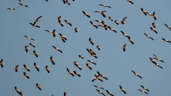 Очарованието на миграцията - Европейски дни на птиците 2017