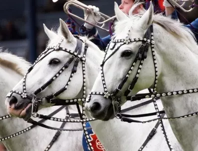 Прочутите словенски коне липицанери с признание от ЮНЕСКО