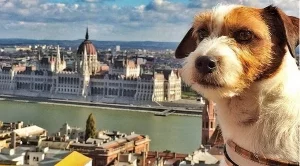 Това куче има по-готин живот от вас (Снимки) 