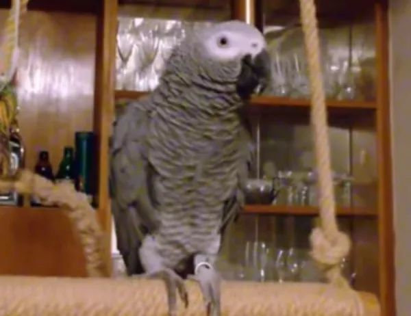 Джаро - папагалът имитатор, който ще ви спука от смях (ВИДЕО)