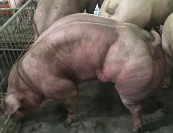Огромни прасета, които приличат на културисти, възмутиха социалните мрежи (ВИДЕО)