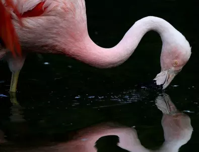Защо фламингото стои на един крак?