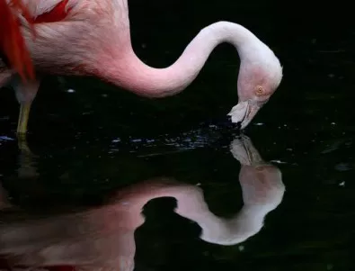 Най-голямата колония от розово фламинго в България се намира в Атанасовско езеро