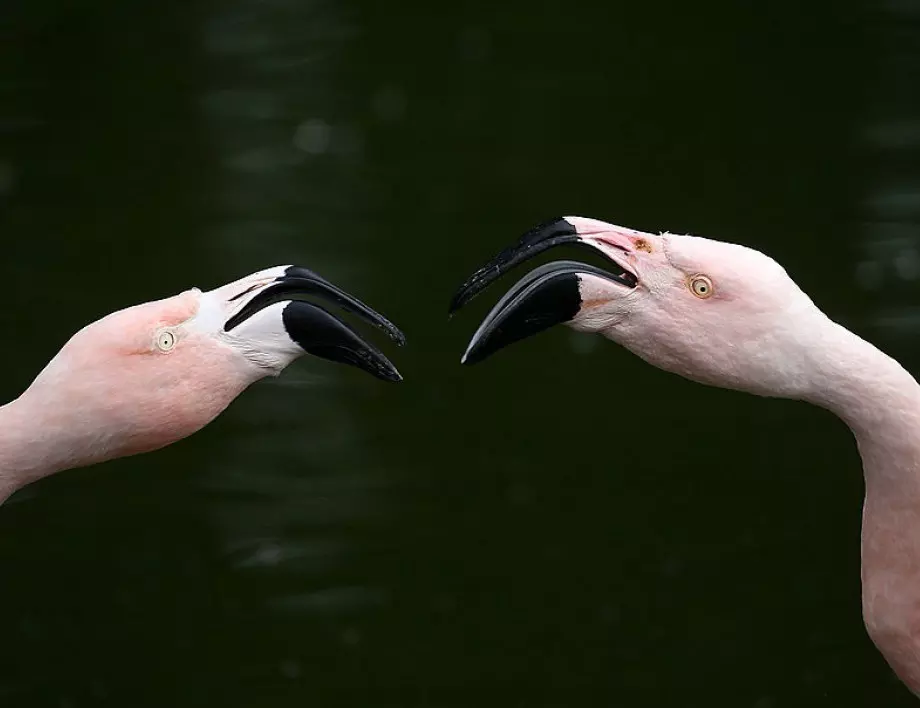 В Гърция: Десетки фламинго загинаха в лагуна, поглъщайки оловни сачми