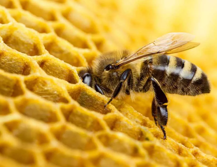 Пчелари призовават да се забрани използването на отровни пестициди
