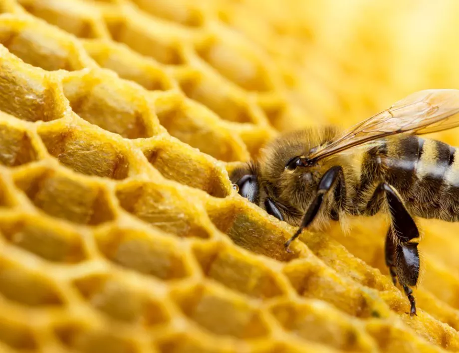 БАБХ започва проверки на пчелните семейства в страната