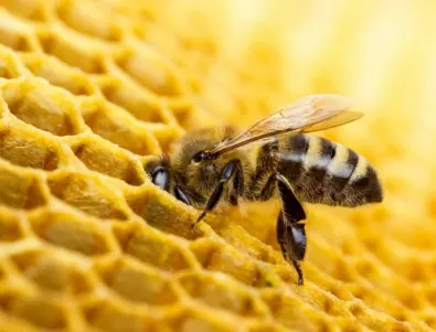 10 февруари – Ден на пчеларя. Знаете ли тези ползи от пчелите?