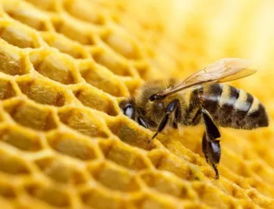 Пчеларите получиха над 2 млн. лв. по de minimis за 2017 г.