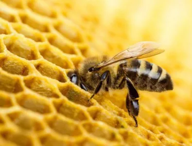 Евродепутатите искат дългосрочна стратегия за оцеляване на пчелите и пчеларите