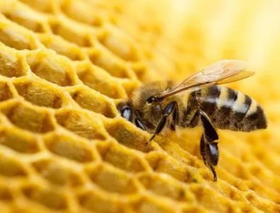 Какво погубва пчелите?