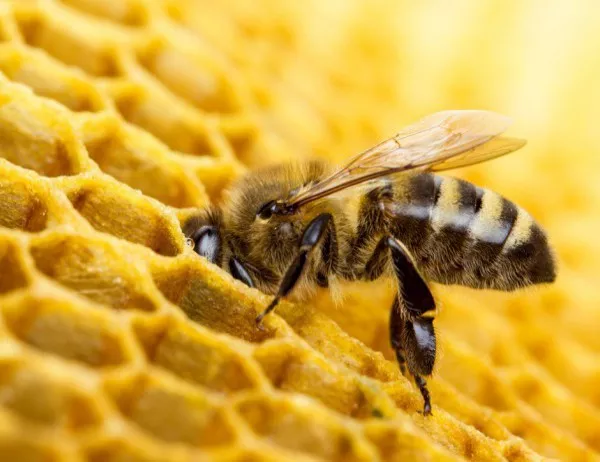 В Кюстендил ще се проведе семинар за развитието на пчелните семейства