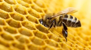 Аномалиите във времето вредят на пчелните семейства