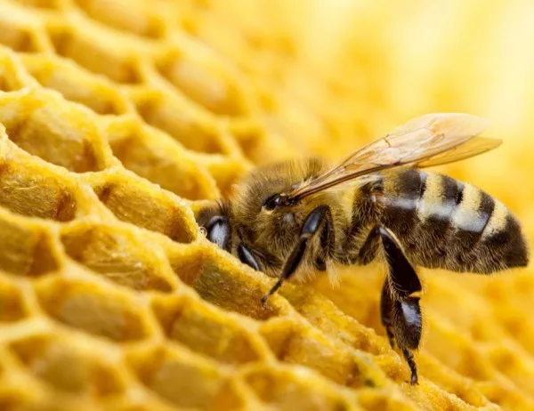 Смъртността при пчелите в Смолянско е минимална