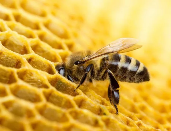Очакват се значително по-ниски добиви от мед