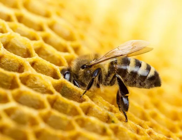 Как пчелните продукти помагат в грипния сезон