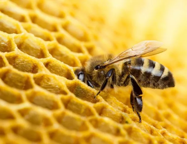 Пчелари: Платформа с интерактивна карта ще реши проблема с натравяне на пчелите
